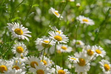 Fototapeta premium Macro details of white colored Daisy flowers