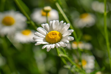 Fototapeta premium Macro details of white colored Daisy flowers