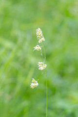 Obraz premium Beautiful green grass in a meadow