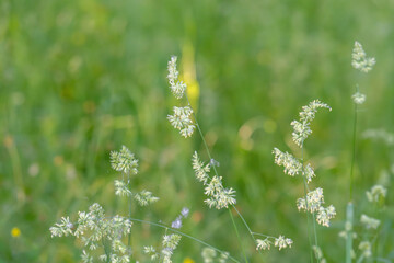 Obraz premium Beautiful green grass in a meadow