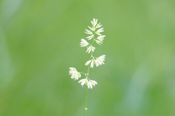 Obraz premium Beautiful green grass in a meadow