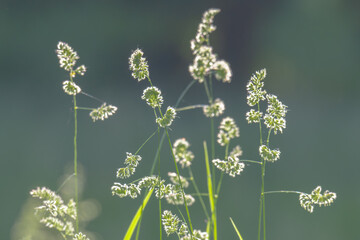 Obraz premium Beautiful green grass in a meadow
