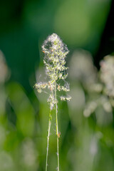 Obraz premium Beautiful green grass in a meadow