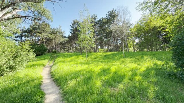 A narrow dirt path cuts through a bright green meadow. The trail climbs a grassy hill toward a thick line of tall pine trees under a clear blue sky.