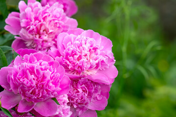 Fototapeta premium Beautiful pink peony