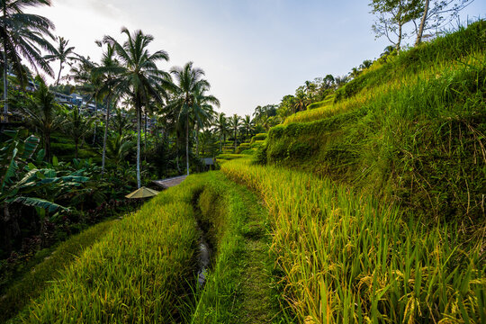 Rice terraces and palm trees at Tegallalang