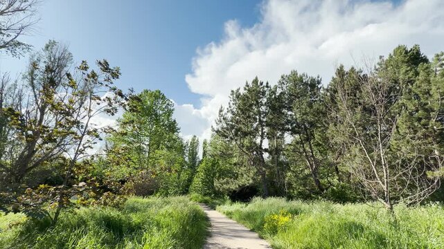 A narrow dirt path cuts through tall green grass. The trail winds past a dense forest of pines and deciduous trees under a bright blue sky with fluffy white clouds.