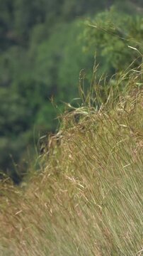 Vertical Golden Grass Swaying in Wind, Minimal Nature Background