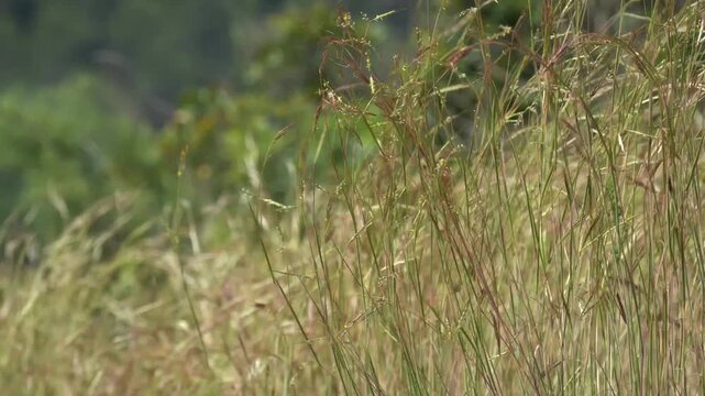 Golden Meadow Grass Moving in Wind, Natural Background with Copy Space