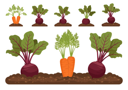 Growing carrots and beets in soil fresh healthy vegetables garden plants farming illustration
