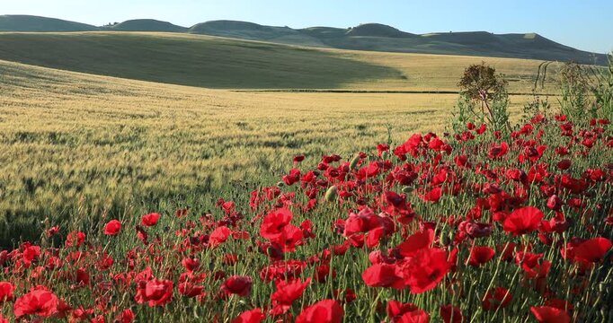 Hilly spring landscape with immature wheat field  and poppies in Apulia, Italy. 