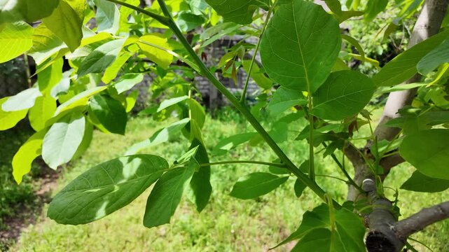 Close-up of vibrant green walnut tree leaves illuminated by bright summer sunlight. Fresh foliage on a branch creating beautiful shadows against a blurred natural garden and grass background.