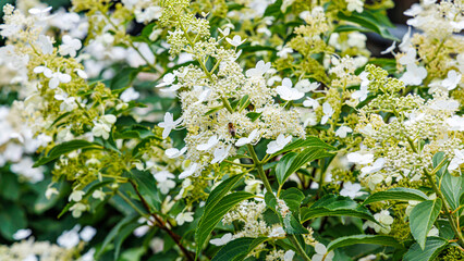 Fototapeta premium Flowers bloom in a garden during spring with bees collecting pollen under bright sunlight
