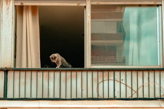 Un gato en la ventana