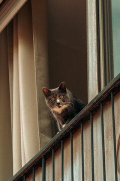 Un gato en la ventana