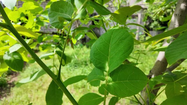 Close-up of vibrant green walnut tree leaves illuminated by bright summer sunlight. Fresh foliage on a branch creating beautiful shadows against a blurred natural garden and grass background.