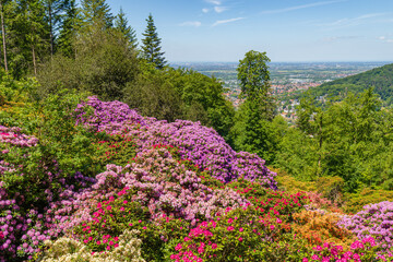 Obraz premium Colorful flowers bloom on a hillside with a view of a town and mountains during a sunny day in spring