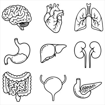 Human internal organ system icons featuring brain heart lungs stomach liver kidneys intestines bladder and pancreas for medical and health illustrations