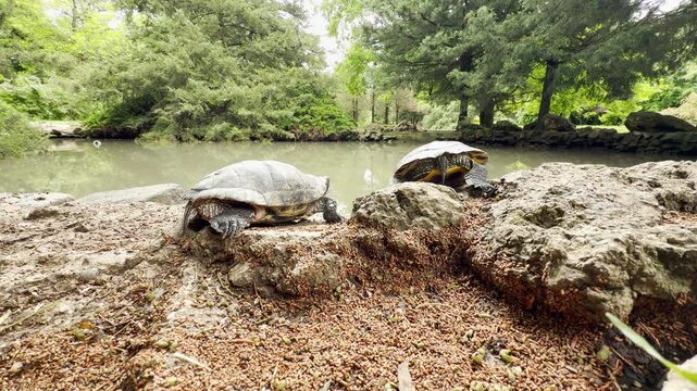 Two turtles rest on rocks beside a peaceful pond. They bask in the warm daylight, surrounded by lush green trees in this serene outdoor setting.
