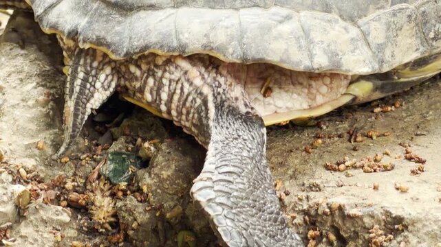 A turtle rests its leg on the rocky ground. This close-up shot highlights the intricate textures of its skin and shell within a natural environment.