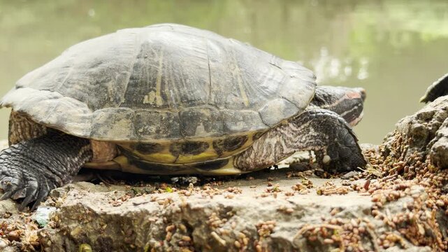 A red-eared slider turtle rests on a rocky shore beside a pond. It sits quietly while basking in the natural light of its calm, outdoor environment.