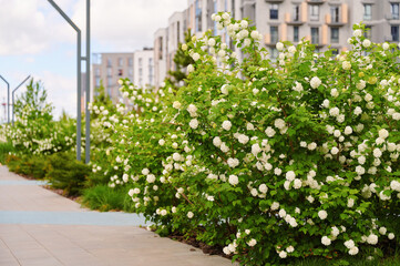 Naklejka premium Blooming viburnum bushes along a sidewalk in a modern urban setting. Landscaping with white flowers.
