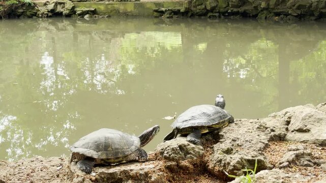 Two red-eared slider turtles rest on a rocky shore beside a quiet pond. They bask together in the sun, enjoying the calm and tranquil environment.