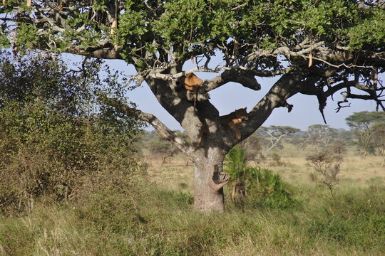 Leberwurstbaum mit L&ouml;wen in der Serengeti