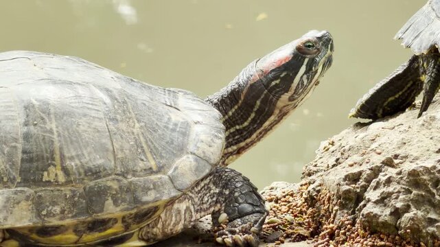 A red-eared slider turtle stretches its neck while basking on a rock at the edge of a quiet pond. The sunlit scene captures the reptile enjoying a peaceful moment in its natural habitat.