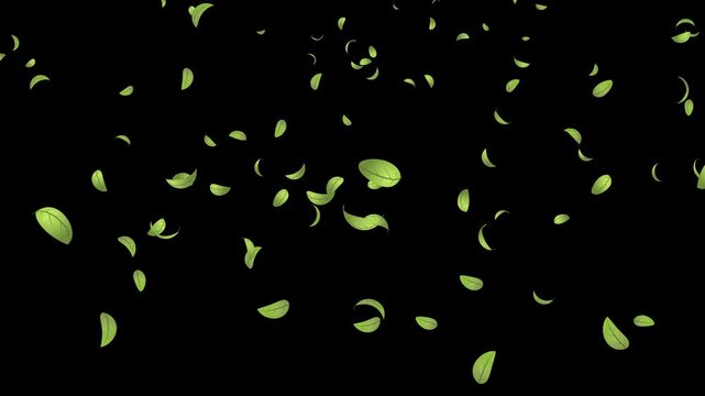 Green leaves flying animation. Realistic green leaf fall animation. Autumn spring season leaves fall background. Natural leaves animation background. Transparent background with alpha channel