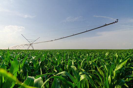 Agricultural irrigation system watering corn field in summer