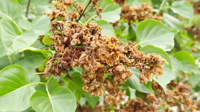 Brown, withered flower clusters linger on the lush green branches of a lilac bush. These dried blossoms create a stark contrast against the vibrant foliage in the garden.