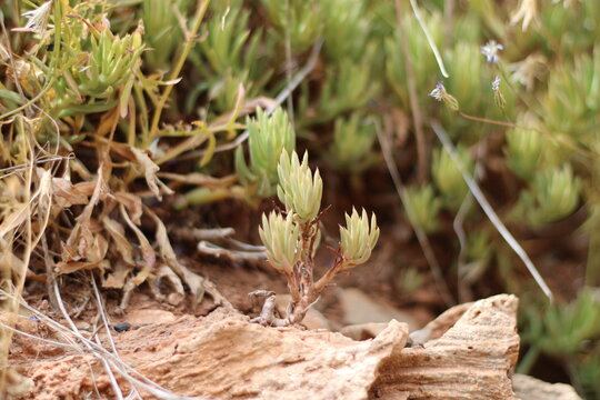 Pale Stonecrop, Petrosedum sediforme, Crassulaceae