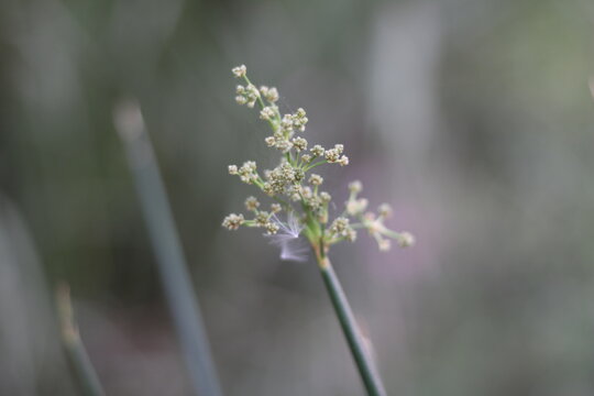 Globe headed Bulrush, Scirpoides holoschoenus spp globifera, Cyperaceae