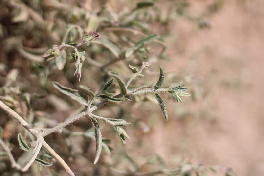 Spurred Borage Bush, Trichodesma calcaratum, Boraginaceae
