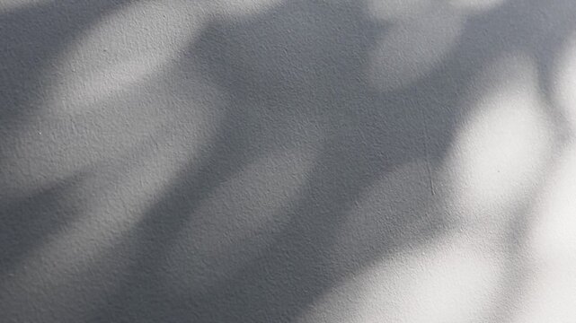 Abstract natural tree branch leaves shadow on white wall background
