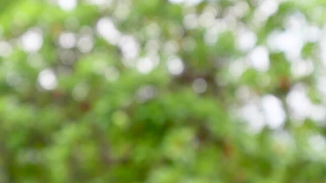 Abstract blurred green leaves with morning sunlight bokeh background