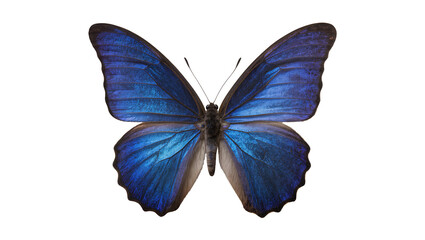Blue Morpho Butterfly with Iridescent Wings © Lukas