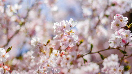 Naklejka premium Cherry blossom flowers bloom in spring at a park, filling the sky with shades of pink and white during a sunny afternoon