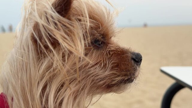 Primer plano de un perro peque&ntilde;o observando el mar desde la playa mediterr&aacute;nea &mdash; v&iacute;deo 4K Blackmagic Camera iPhone 17 Pro