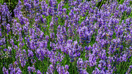 Obraz premium Lavender plants grow in a field during a sunny day in summer showcasing their vibrant purple flowers