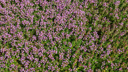 Fototapeta premium Flowers bloom in a field showing vibrant colors under bright sunlight during the daytime in a rural area