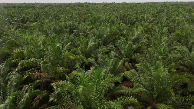 A view from above of vast oil palm plantations and tropical palm trees used for palm oil production in Indonesia.