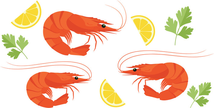 Fresh Cooked Shrimp Vector Illustration Set with Prawns Lemon Slices and Parsley Leaves for Seafood Restaurant Menu and Gourmet Food Packaging Designs