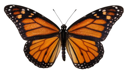 Monarch butterfly with orange and black wings © Lukas
