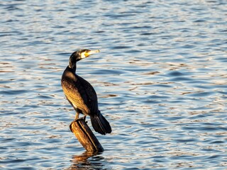Kormoran zwyczajny ptak wodny występujący w Polsce © Maciej
