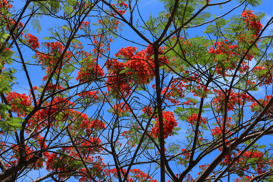 Vibrant red flamboyant flowers blooming against a clear blue sky in summer