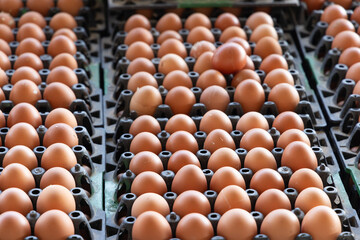 Obraz premium Close up of many fresh brown chicken eggs in black plastic trays at a local market, perfect for agriculture business, organic food industry, poultry farming, and grocery store advertisement
