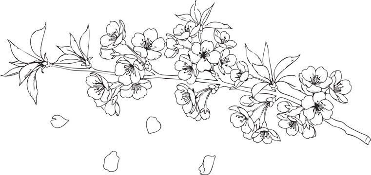 Black and white cherry blossom branch with detailed flowers and buds sakura