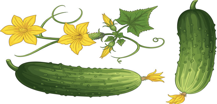 Cucumber Plant Collection with Fresh Cucumbers Yellow Blossoms Vine Growth and Garden Vegetable Botanical Vector Illustration Set